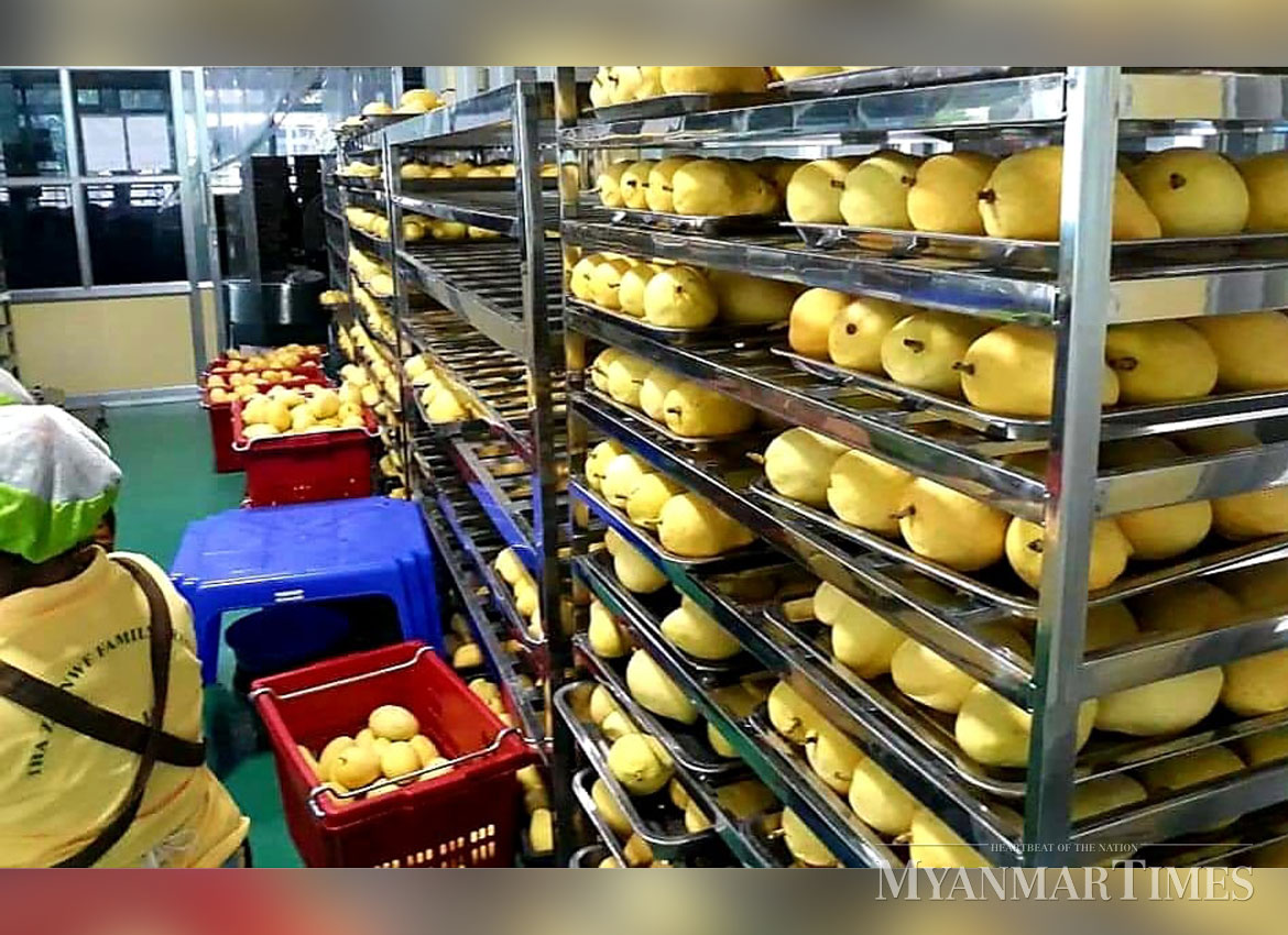 Myanmar mango export to China is just one third of last year