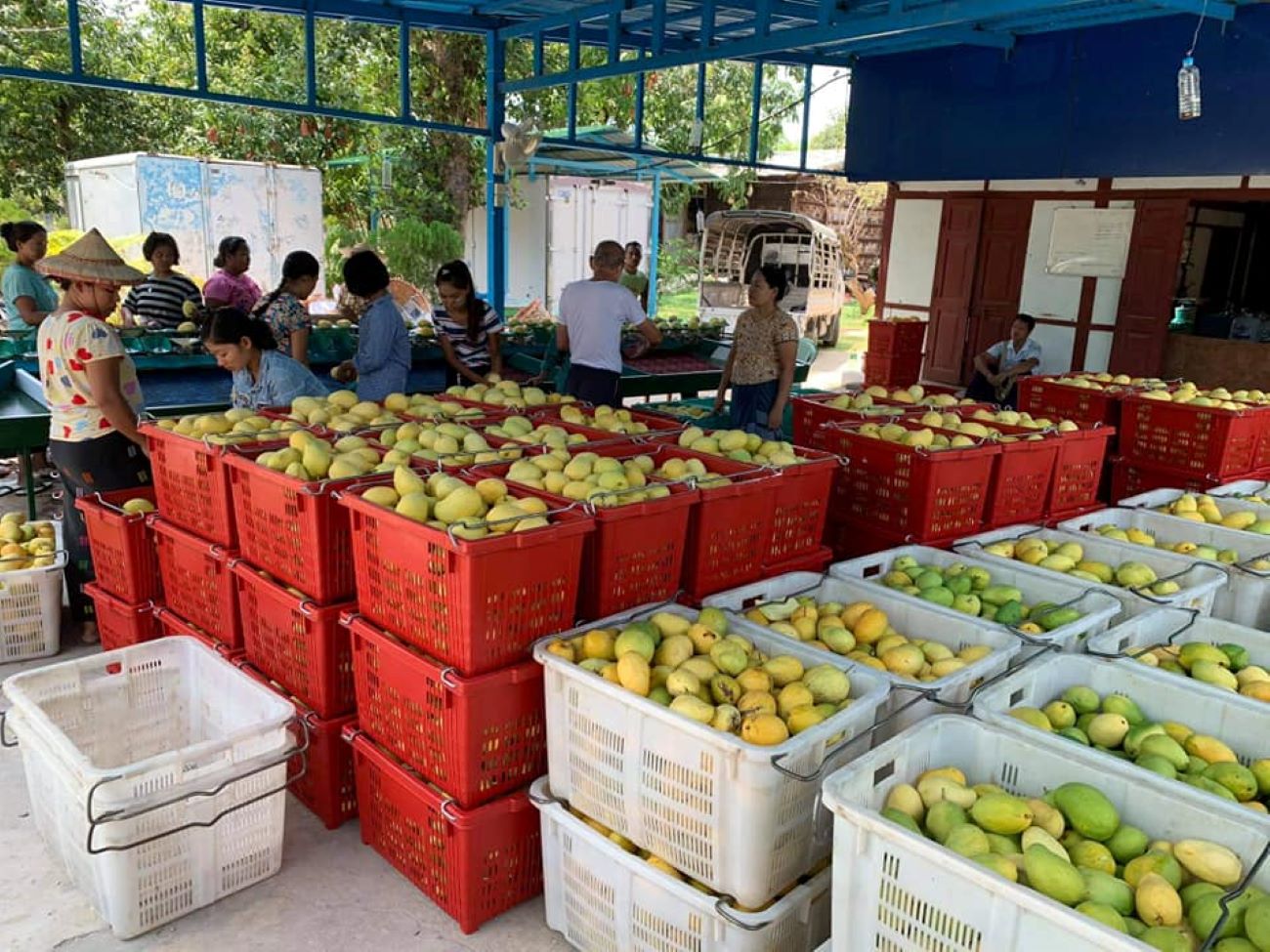 Myanmar and China discuss to facilitate export of Myanmar mangoes