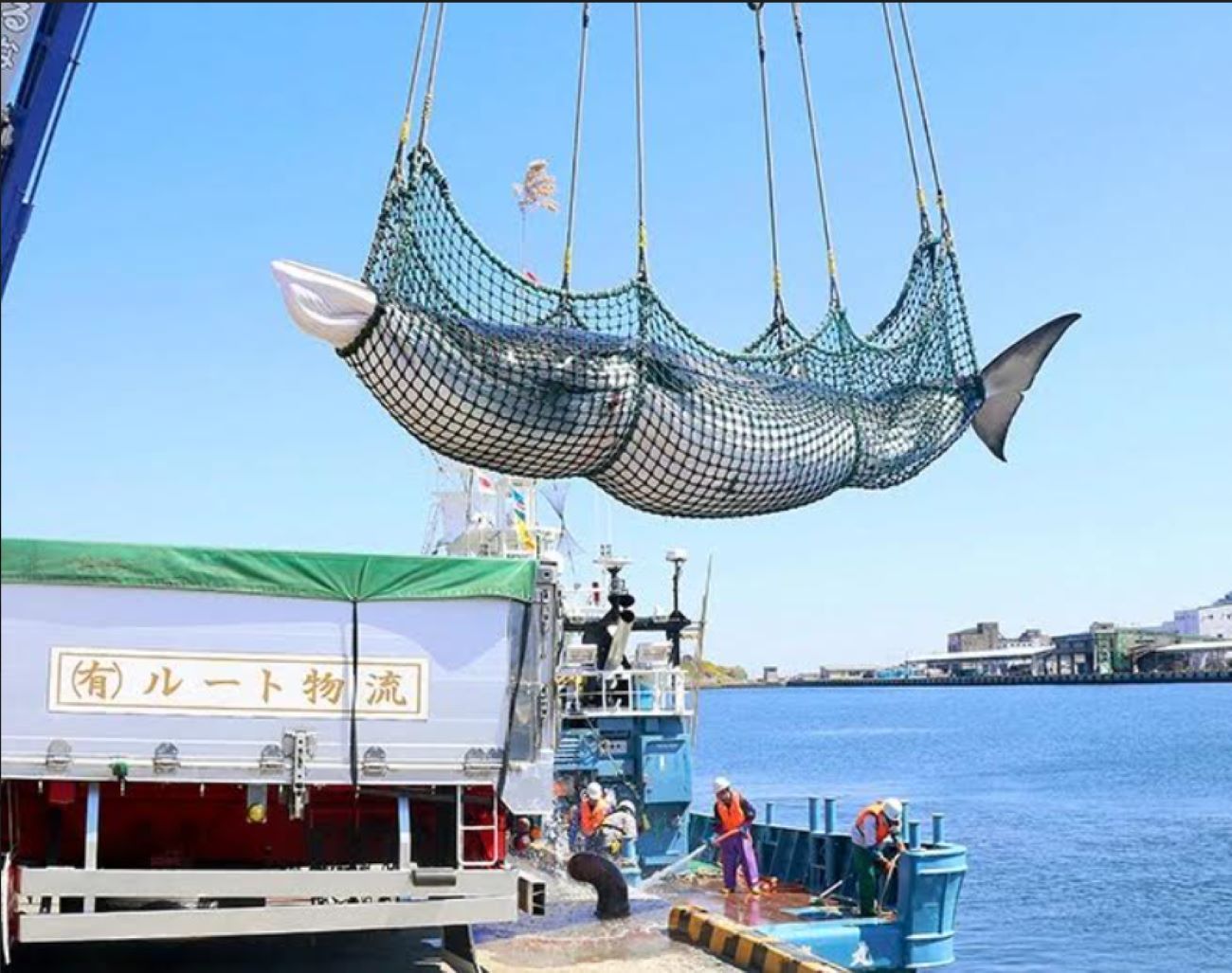 ဂျပန်တွင် ဆူးတောင့်ပါ ဝေလငါးများကို စတင်ဖမ်းဆီးခွင့် ပြုမည်