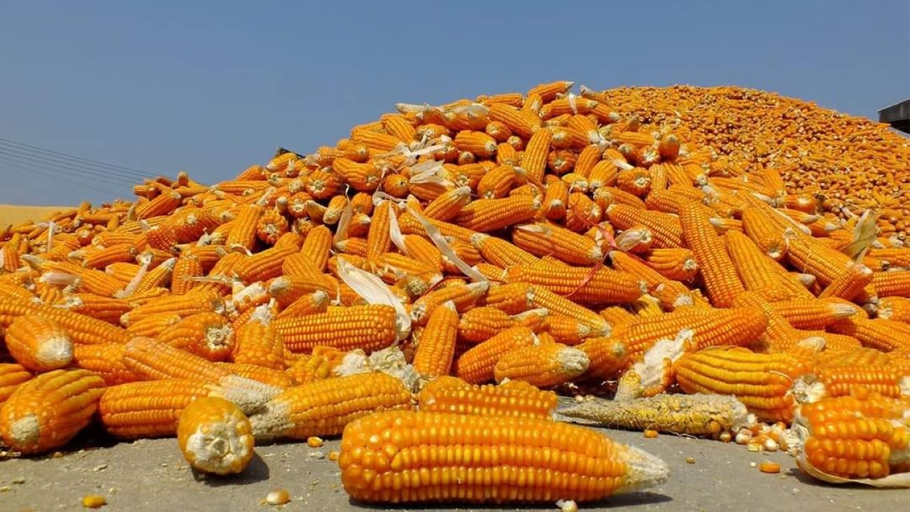 China will buy about 60,000 tons of Myanmar corn as an opium substitute crop